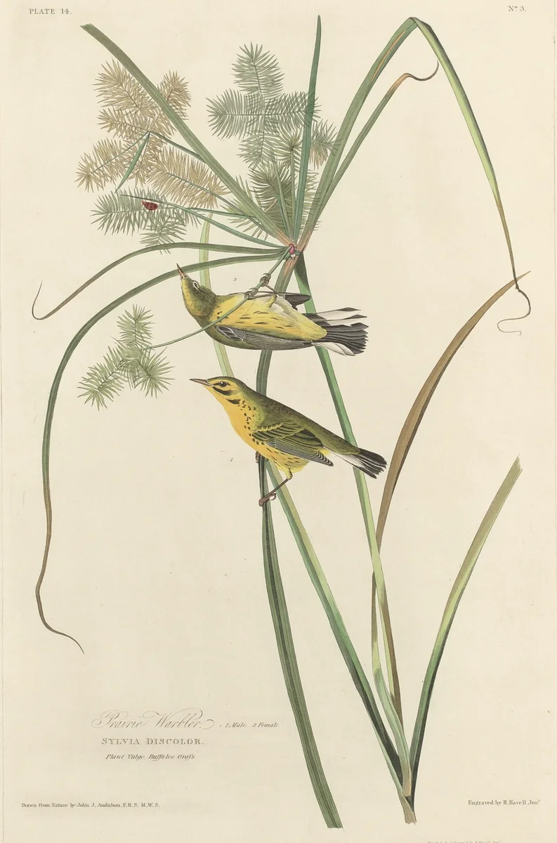 Prairie Warbler by Robert Havell, Jr.; John James Audubon, print, 1827