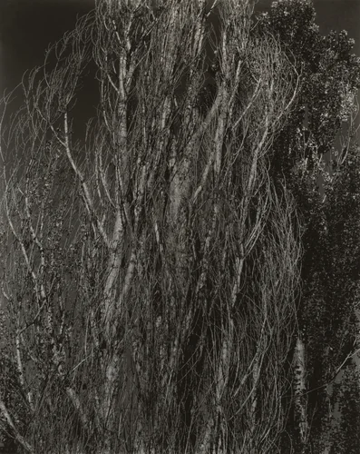 Poplars—Lake George by Alfred Stieglitz, photograph, 1932
