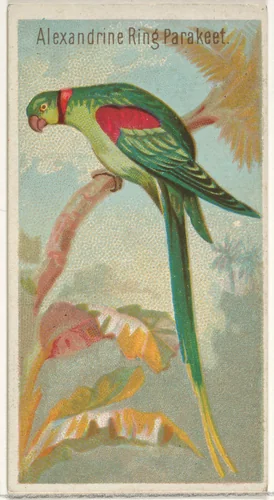 Alexandrine Ring Parakeet, from the Birds of the Tropics series (N5) for Allen & Ginter Cigarettes Brands by Allen & Ginter, print, 1889