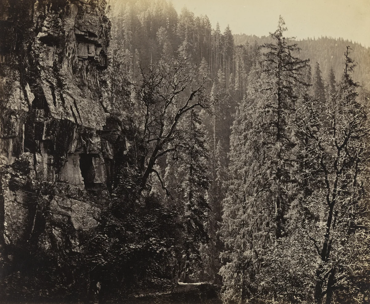 View in Narkunda Forest, Chini Valley, Himalayas by Samuel Bourne, photograph, 1864