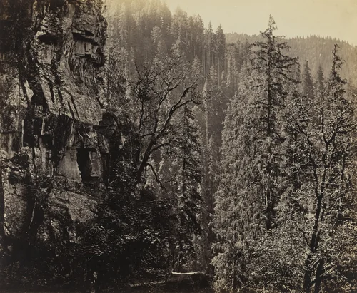 View in Narkunda Forest, Chini Valley, Himalayas by Samuel Bourne, photograph, 1864