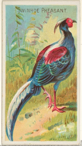 Swinhoe Pheasant, from the Birds of the Tropics series (N5) for Allen & Ginter Cigarettes Brands by Allen & Ginter, print, 1889