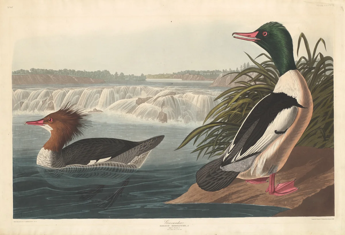 Goosander by Robert Havell, Jr.; John James Audubon, print, 1836