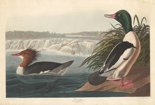 Goosander by Robert Havell, Jr.; John James Audubon, print, 1836