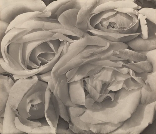 Roses, Mexico by Tina Modotti, photograph, 1924