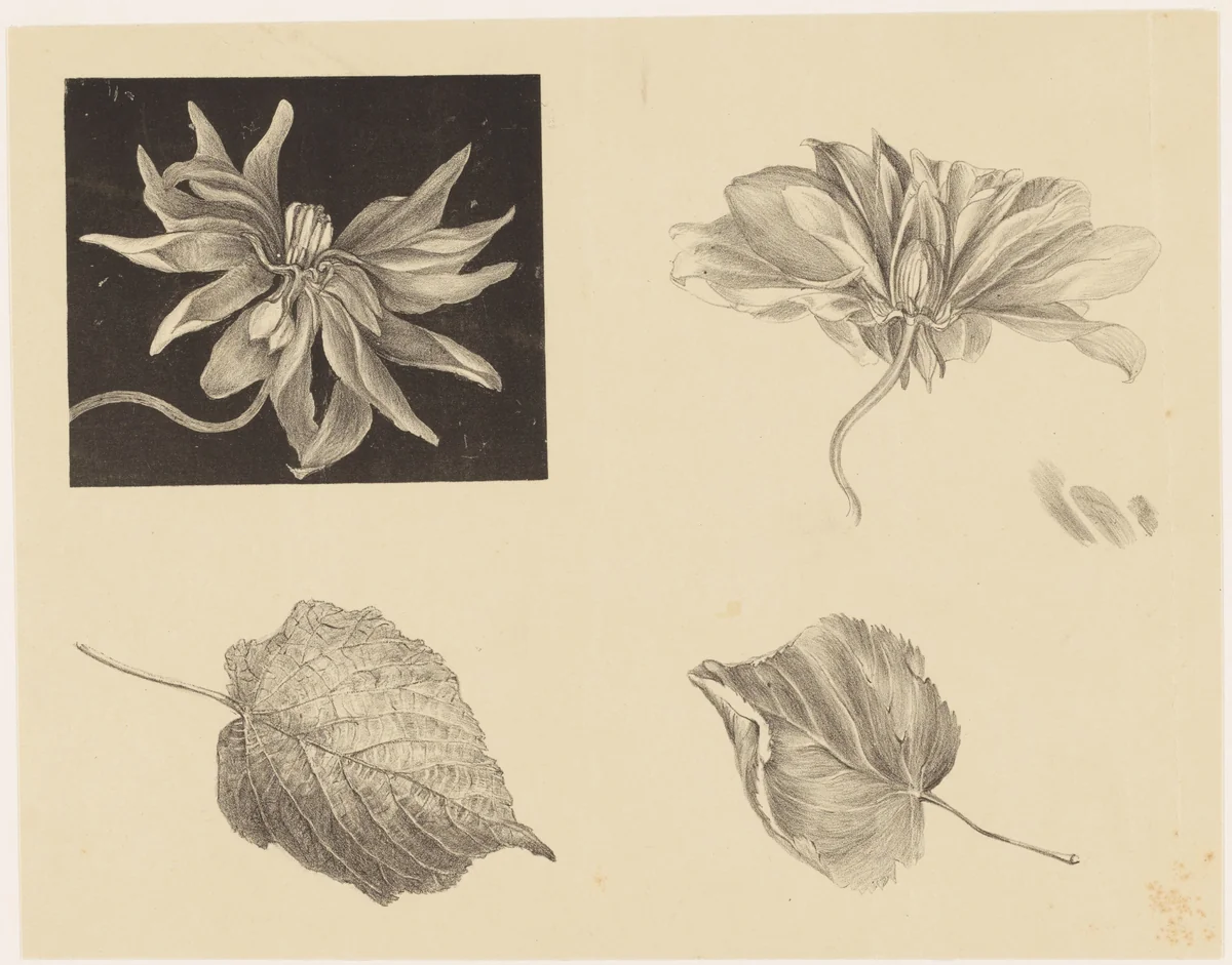 Flowers and Leaves by Theo van Hoytema, print, 1878-1917