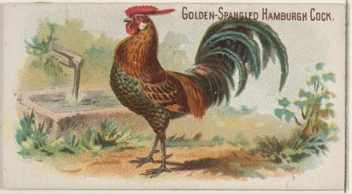 Golden-Spangled Hamburgh Cock, from the Prize and Game Chickens series (N20) for Allen & Ginter Cigarettes by Allen & Ginter, print, 1891