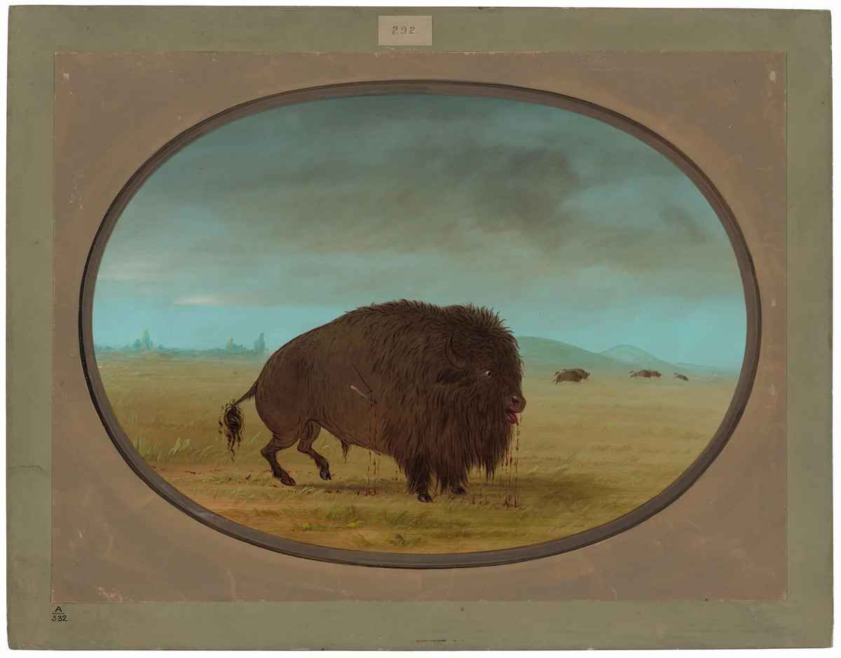 Wounded Buffalo Bull by George Catlin, painting, 1861-1869
