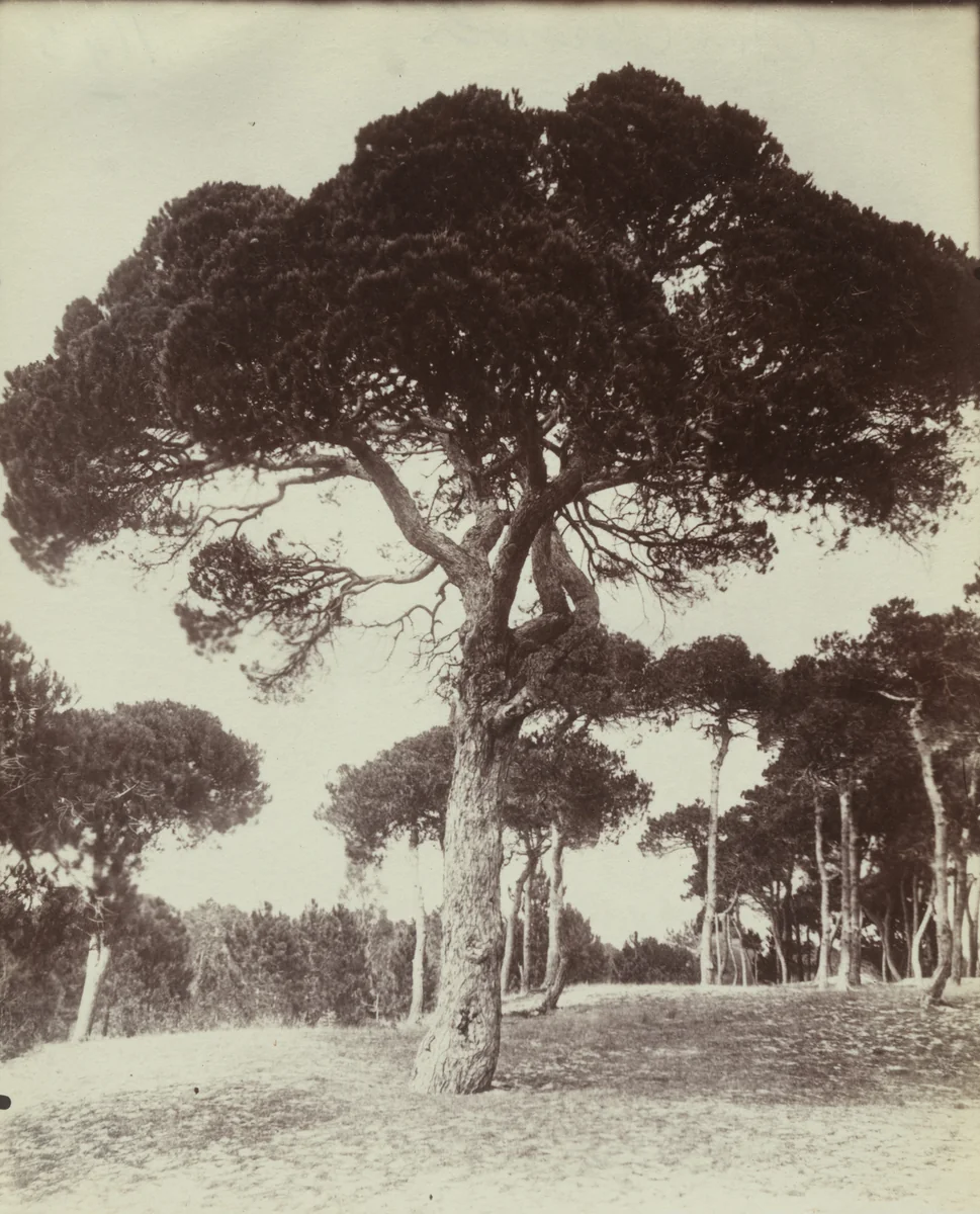 Pins Parasols. Cannes by Eugène Atget, photograph