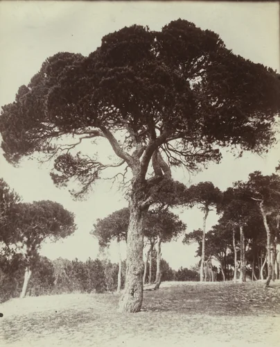 Pins Parasols. Cannes by Eugène Atget, photograph
