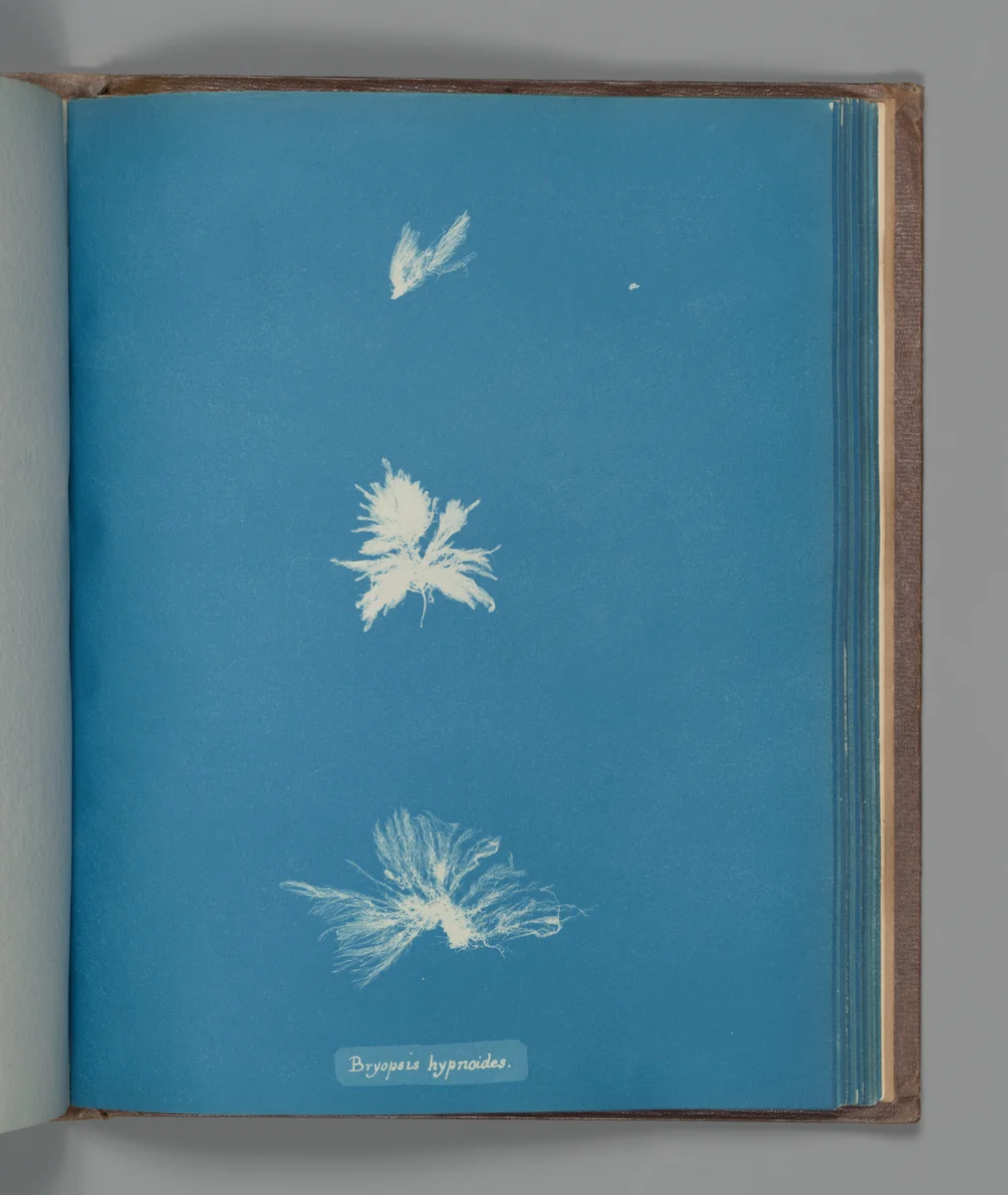 Bryopsis hypnoides by Anna Atkins, photograph, 1851-1855