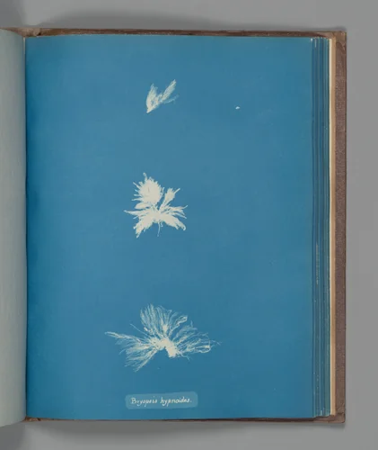 Bryopsis hypnoides by Anna Atkins, photograph, 1851-1855