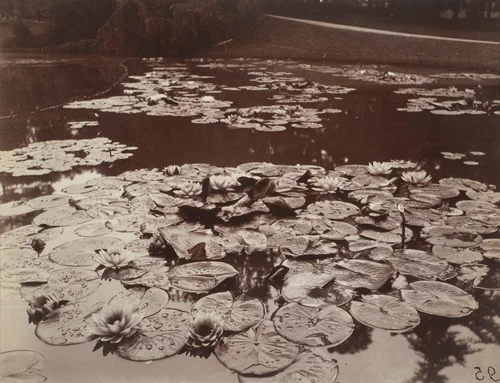 Nymphéas by Eugène Atget, photograph, 1922-1923
