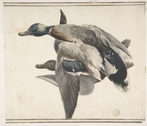 Two Dead Ducks by Count Giorgio Durante, drawing, 1685-1755