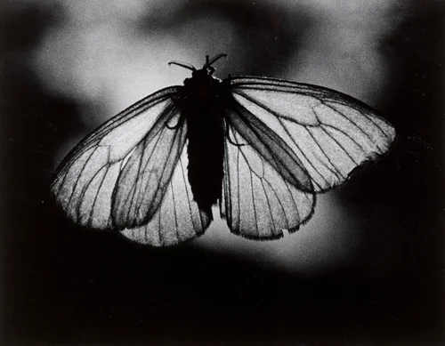 Butterfly by Nakaji Yasui (安井仲治), photograph, 1934