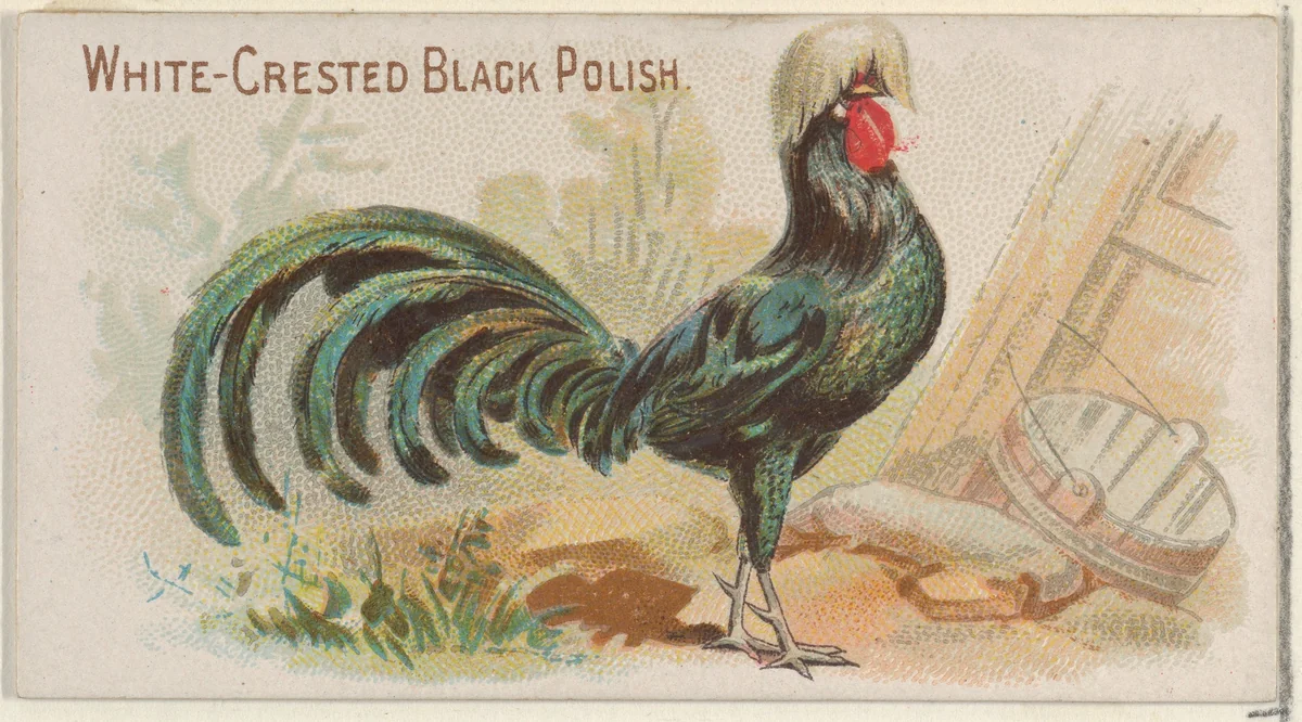 White-Crested Black Polish, from the Prize and Game Chickens series (N20) for Allen & Ginter Cigarettes by Allen & Ginter, print, 1891