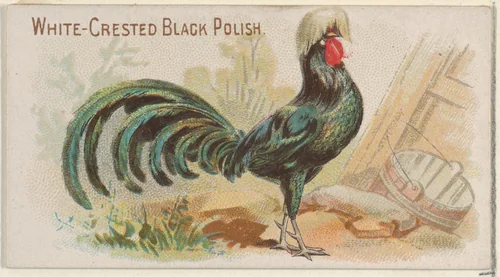 White-Crested Black Polish, from the Prize and Game Chickens series (N20) for Allen & Ginter Cigarettes by Allen & Ginter, print, 1891