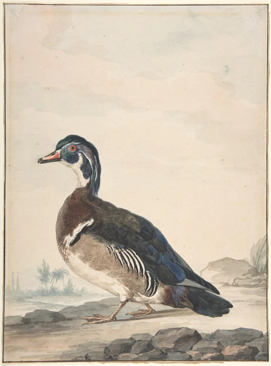 A Duck by Aert Schouman, drawing, 1725-1792