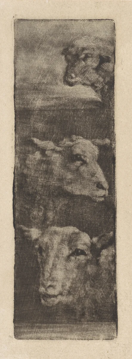 Drie koppen van schapen by anonymous, print, 1700-1900