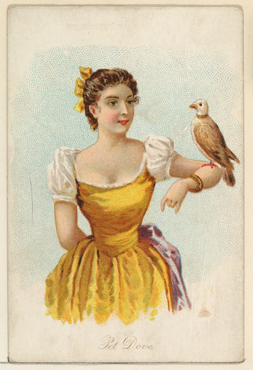 Pet Dove, from the Household Pets series (N194) issued by Wm. S. Kimball & Co. by William S. Kimball & Company, print, 1891