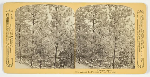 Among the Pines on a Frosty Morning, No. 283 from the series "Wayside Gems" by Henry Hamilton Bennett, photograph, 1870-1889