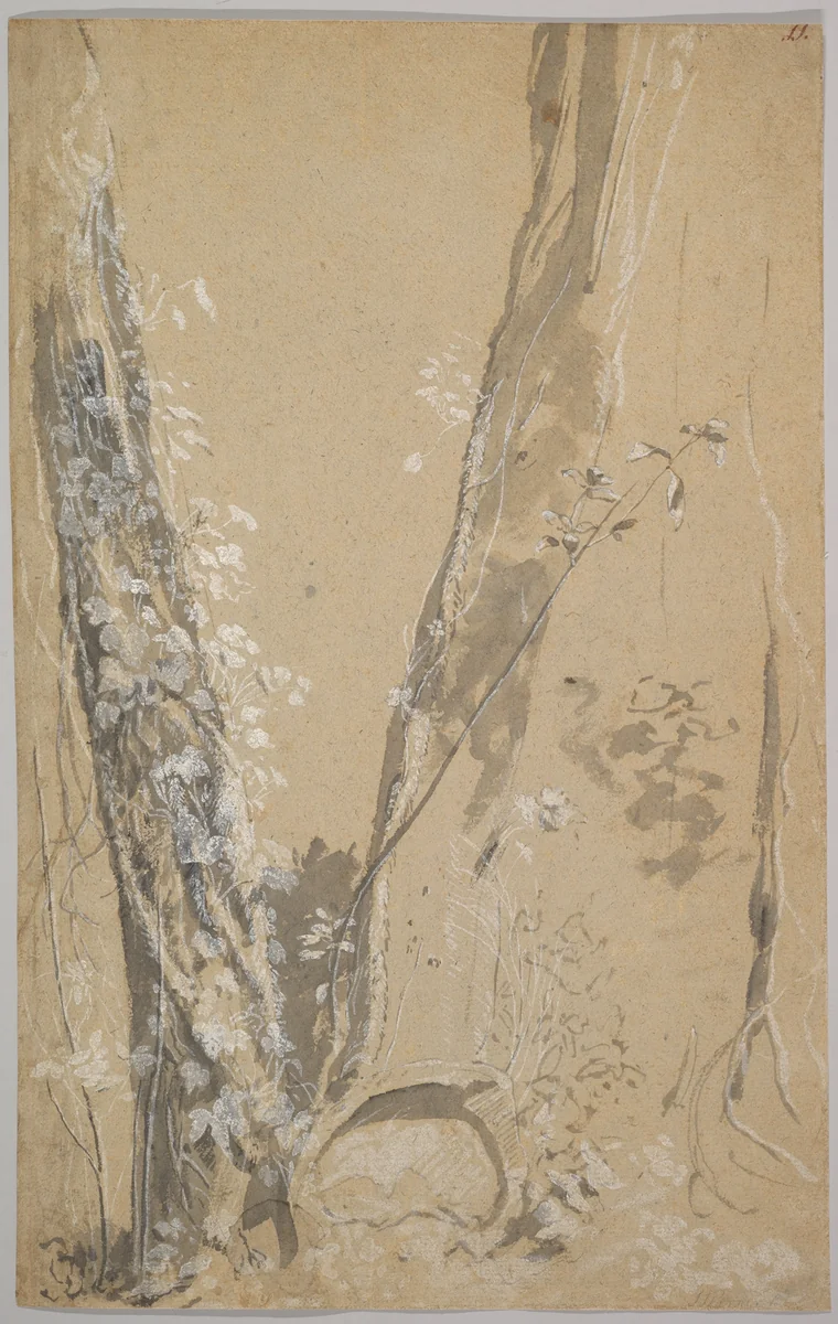 Study of Overgrown Trees; verso: Study of a Cypress and Two Overgrown Trees by Joseph Werner, drawing, 1654-1710