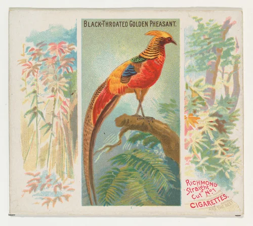 Black-Throated Golden Pheasant, from Birds of the Tropics series (N38) for Allen & Ginter Cigarettes by Allen & Ginter, print, 1889
