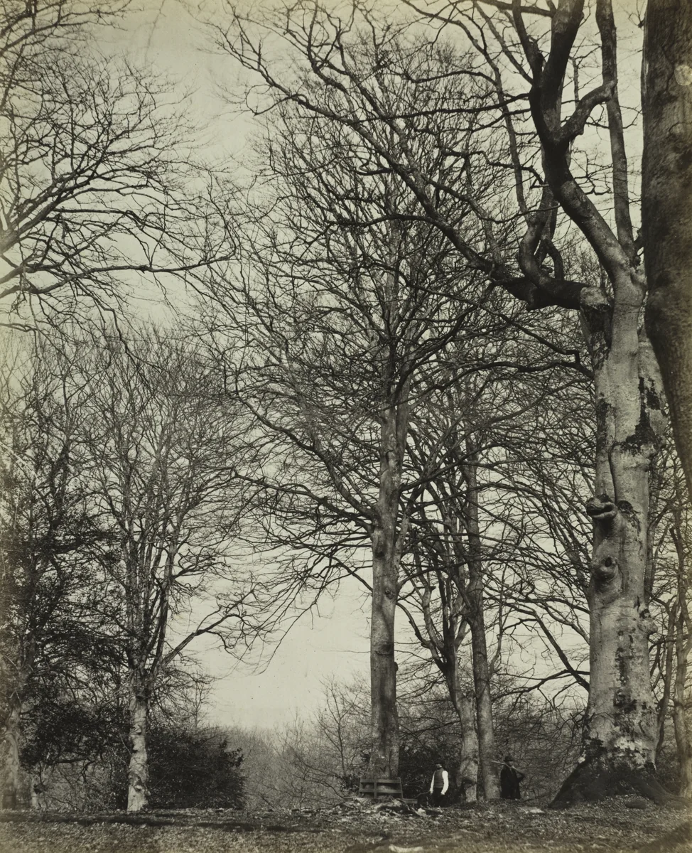 Queen Adelaide's Beech by James Sinclair, photograph, 1860-1864