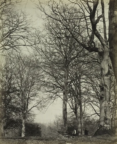 Queen Adelaide's Beech by James Sinclair, photograph, 1860-1864