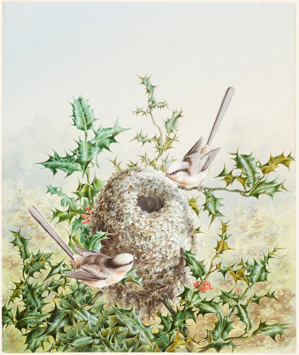 Coral Buntings and Their Nest in a Holly Tree by Harry Bright, drawing, 1878