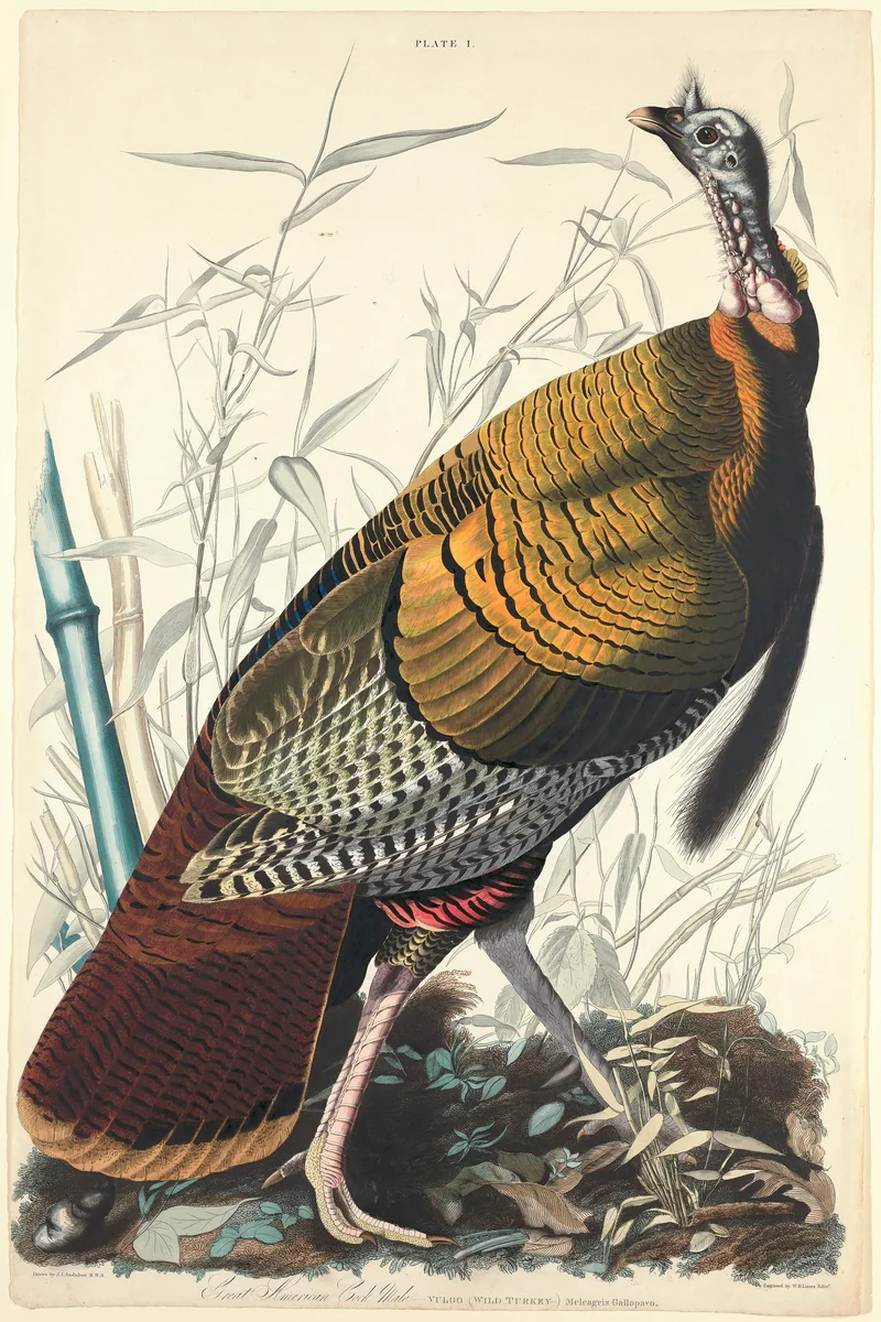 Great American Cock by William Home Lizars
John James Audubon, print, 1827