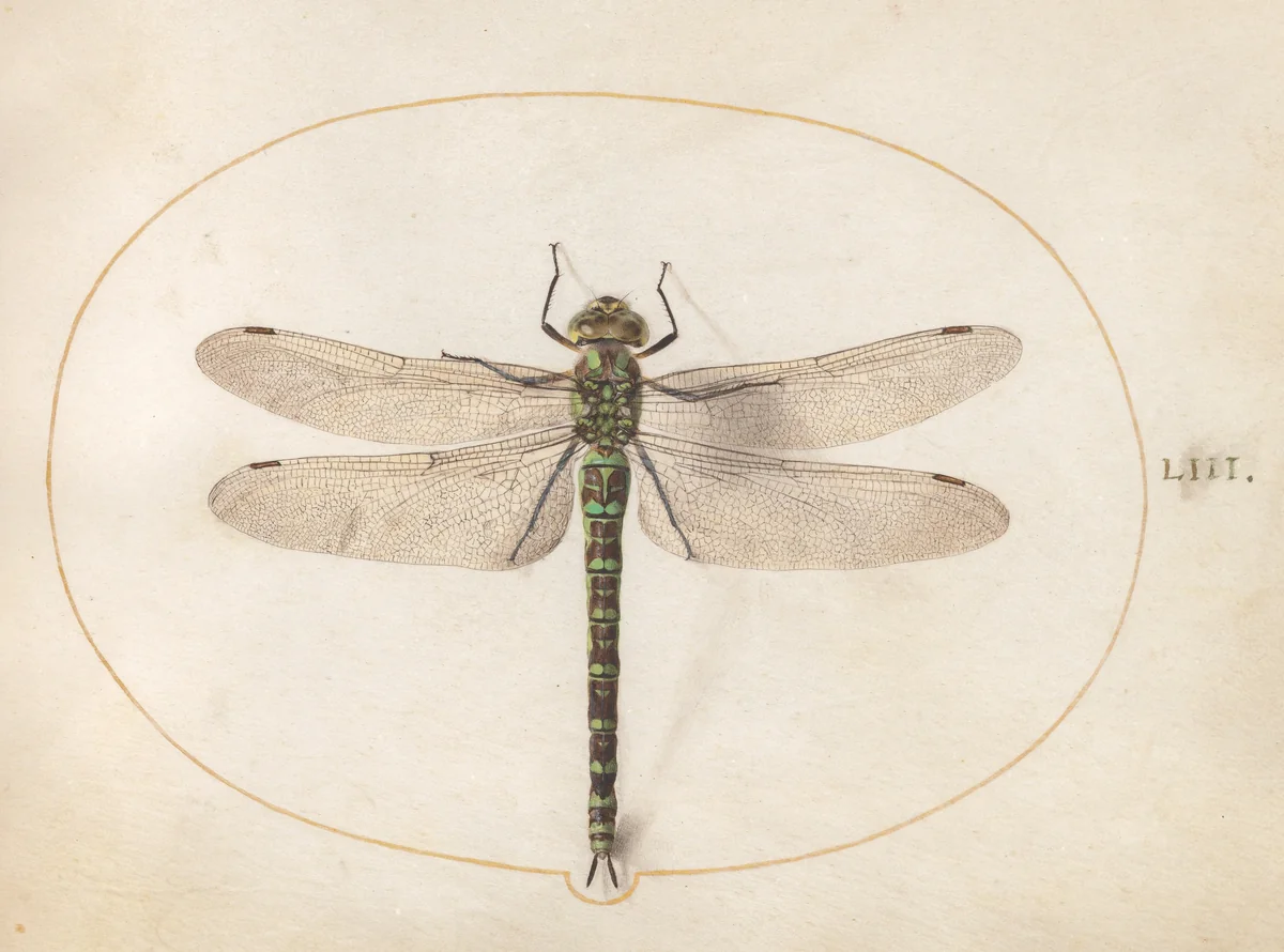 Plate 53: Southern Hawker Dragonfly by Joris Hoefnagel, drawing, 1570-1599