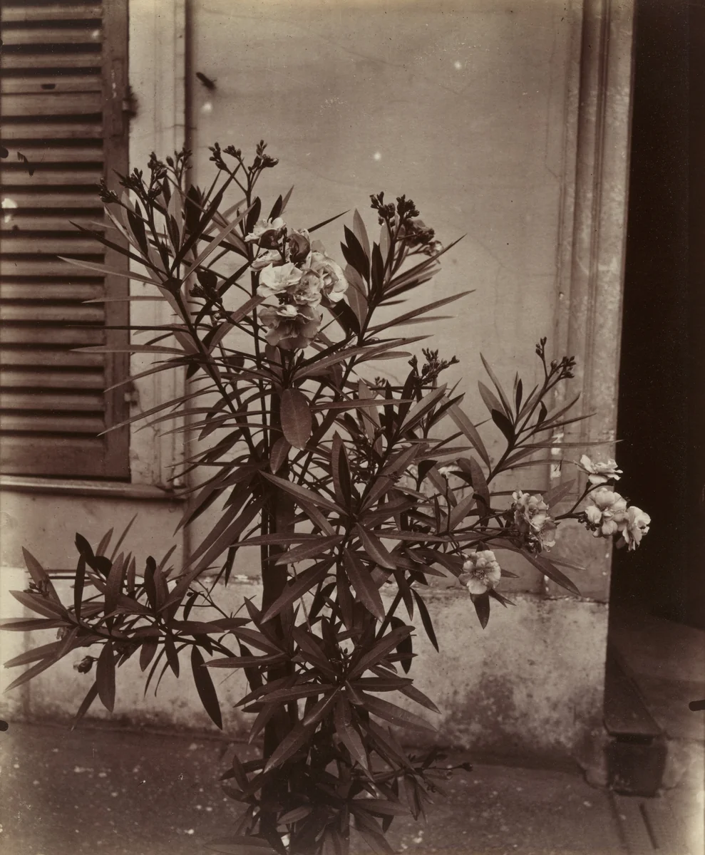 Laurier-Rose by Eugène Atget, photograph, 1900