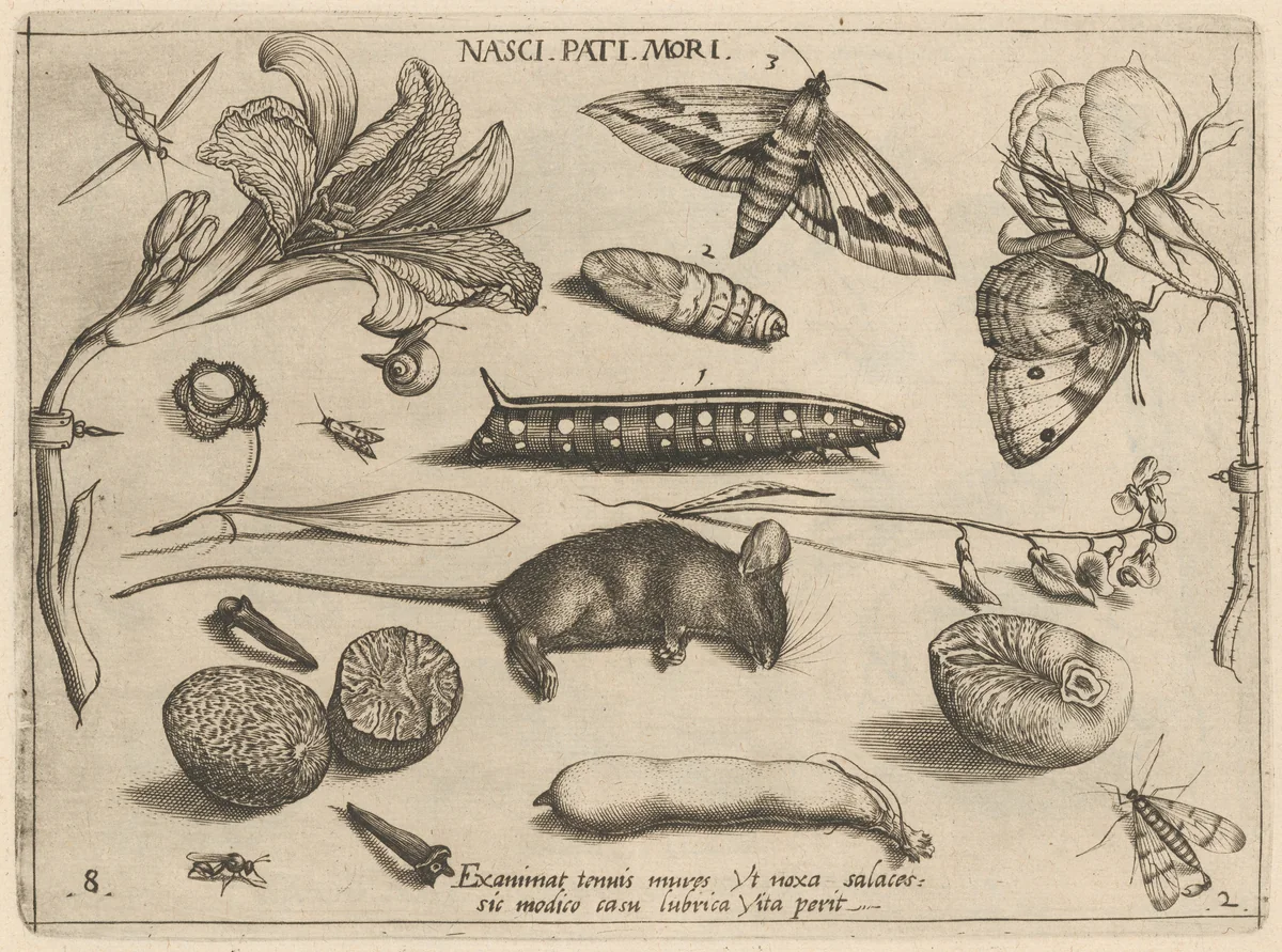 Archetypa studiaque patris Georgii Hoefnagelii [Part 2, Plate 8] by Jacob Hoefnagel; Joris Hoefnagel, print, 1592