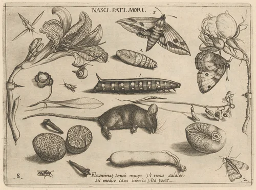 Archetypa studiaque patris Georgii Hoefnagelii [Part 2, Plate 8] by Jacob Hoefnagel; Joris Hoefnagel, print, 1592