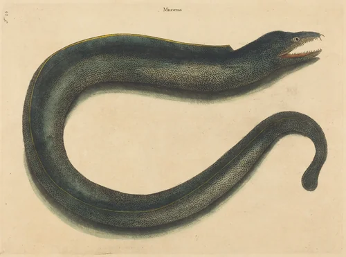 The Muray (Muraena helena) by Mark Catesby, print, 1731-1743