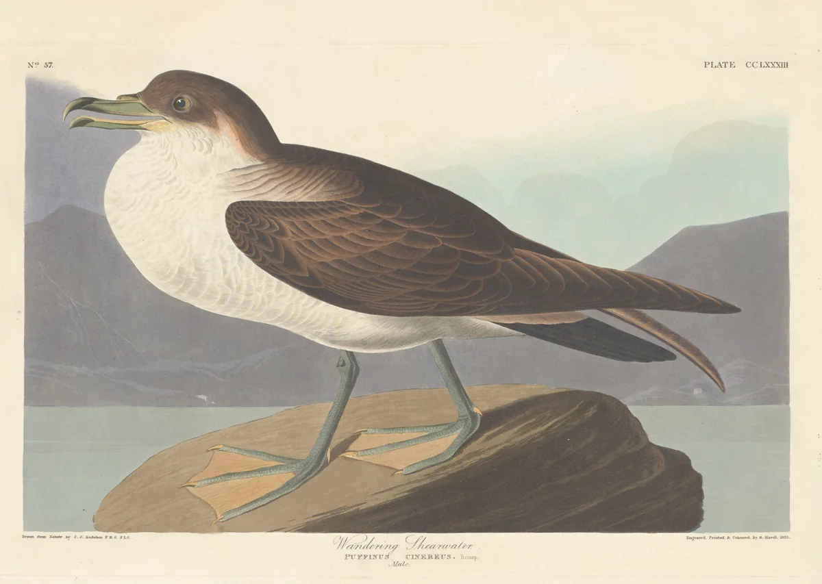 Wandering Shearwater by Robert Havell, Jr.; John James Audubon, print, 1835