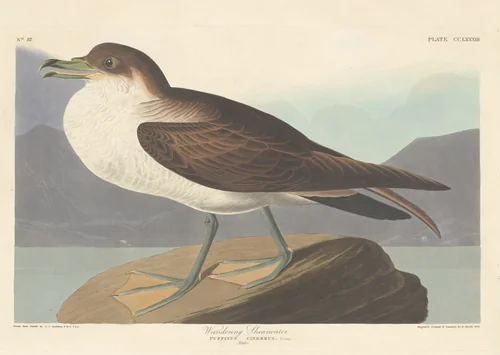 Wandering Shearwater by Robert Havell, Jr.; John James Audubon, print, 1835