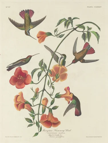 Mangrove Humming Bird by Robert Havell, Jr.; John James Audubon, print, 1834