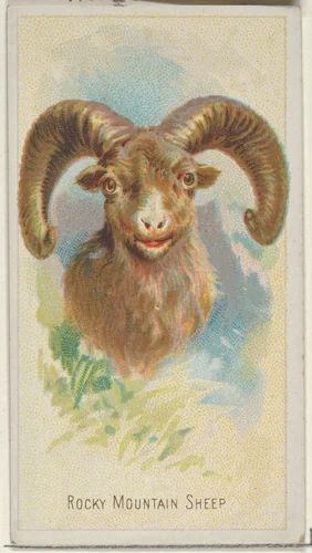 Rocky Mountain Sheep, from the Wild Animals of the World series (N25) for Allen & Ginter Cigarettes by Allen & Ginter, print, 1888
