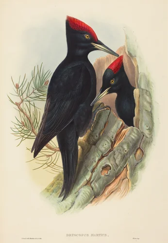 Great Black Woodpecker (Dryocopus martius) by John Gould, print, 1804-1881