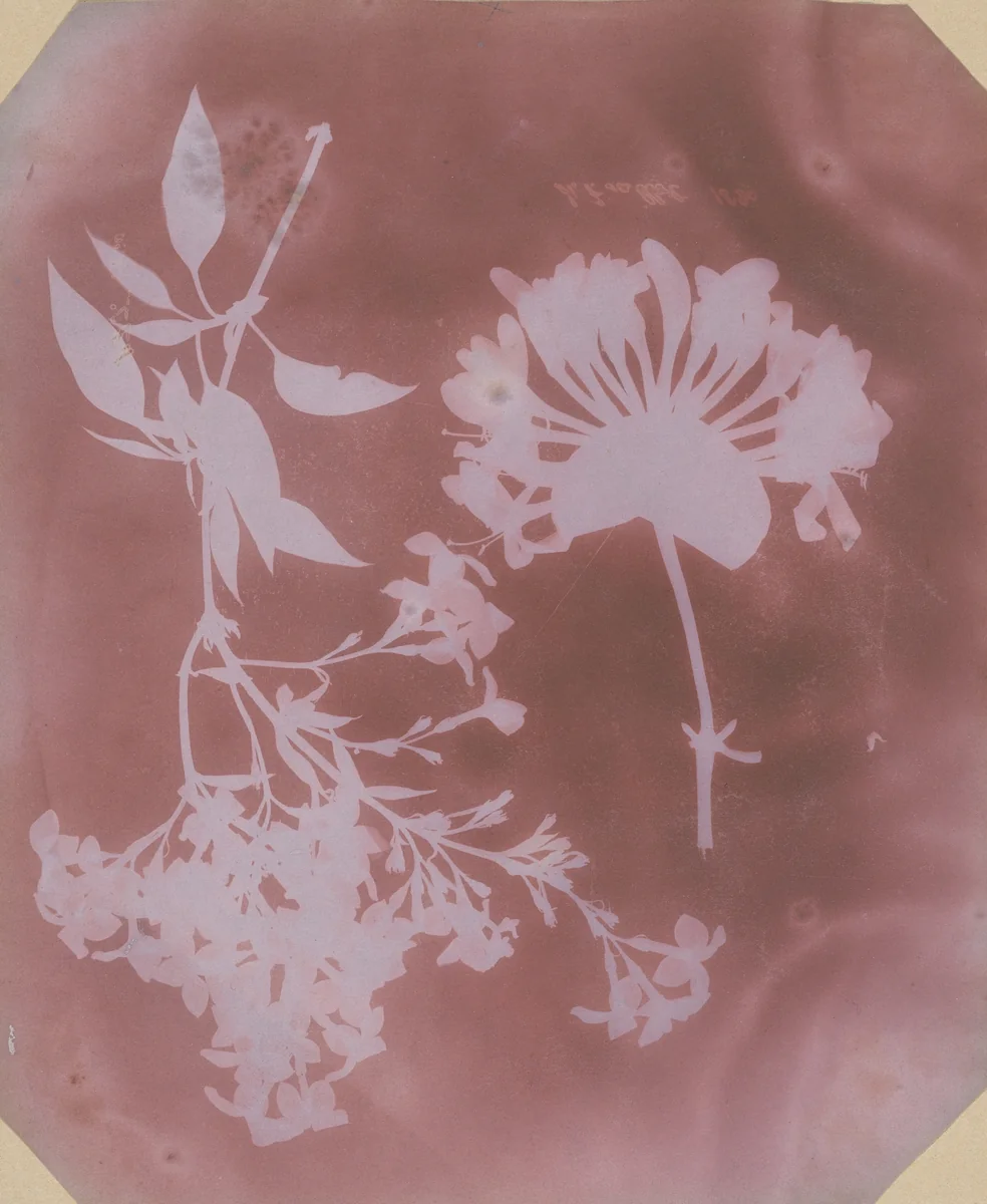 Two Plant Specimens by William Henry Fox Talbot, photograph, 1839