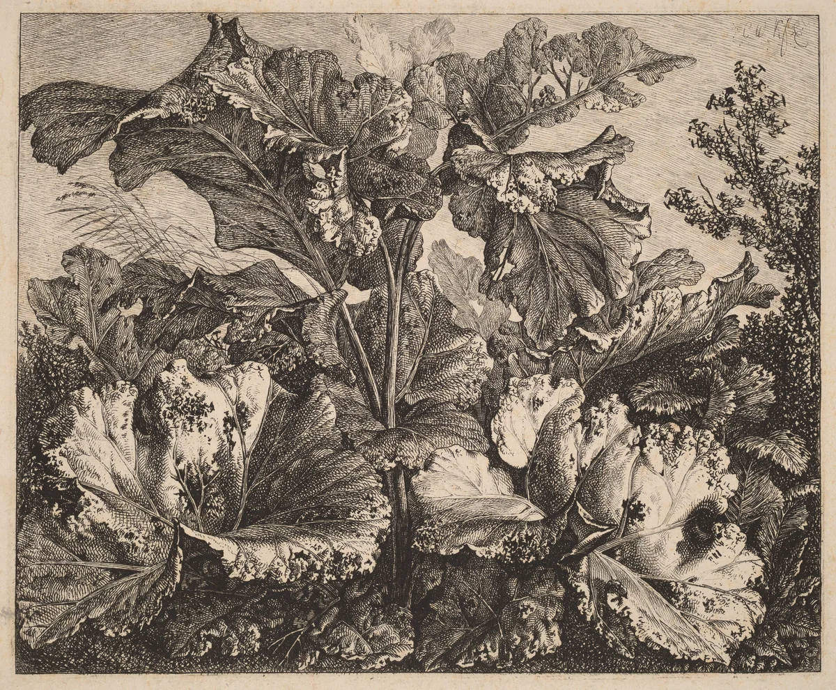 Small Plant Study: a Burdock, Delicate Tufts of Grass at Left by Carl Wilhelm Kolbe, print, 1826-1828