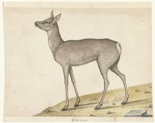 Roe Deer by anonymous, drawing, 1570