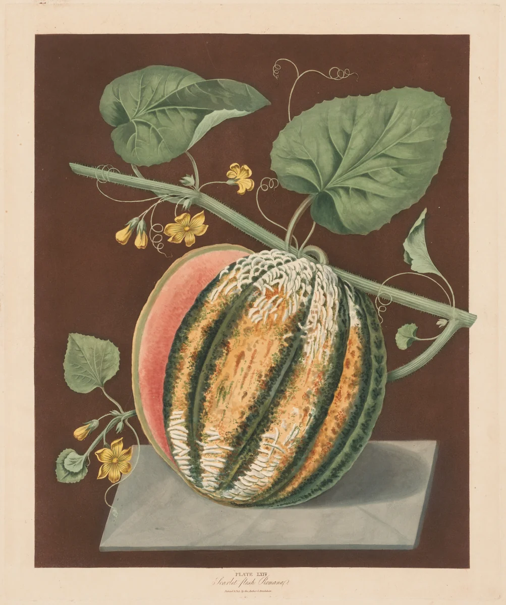 Pomona Britannica: No. 64 - Scarlet Flesh Romana Melon by George Brookshaw, print, 1812