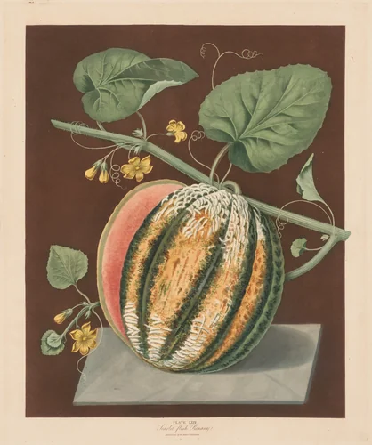 Pomona Britannica: No. 64 - Scarlet Flesh Romana Melon by George Brookshaw, print, 1812