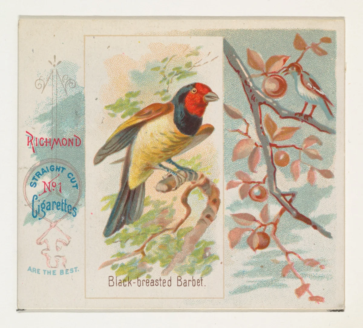 Black-breasted Barbet, from the Song Birds of the World series (N42) for Allen & Ginter Cigarettes by Allen & Ginter, print, 1890