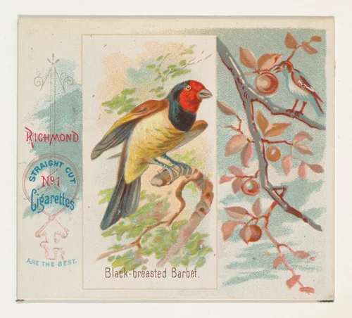 Black-breasted Barbet, from the Song Birds of the World series (N42) for Allen & Ginter Cigarettes by Allen & Ginter, print, 1890