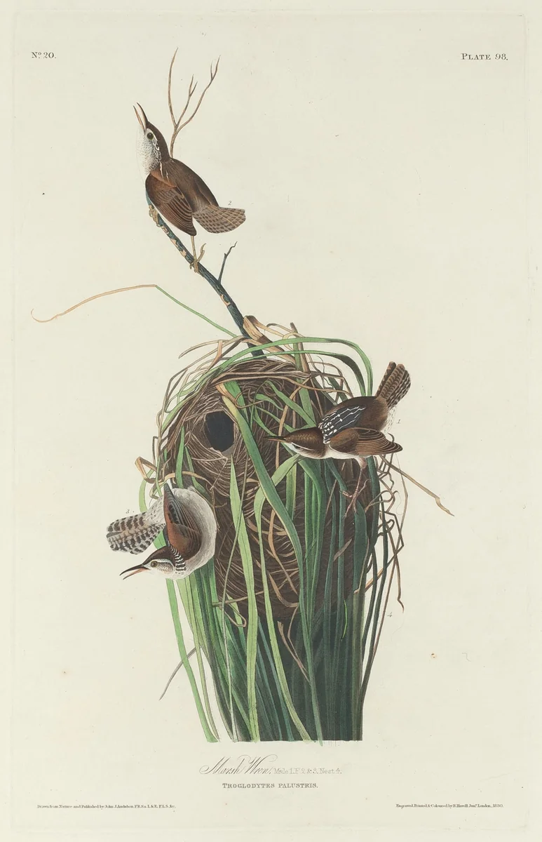 Marsh Wren by Robert Havell, Jr.; John James Audubon, print, 1830