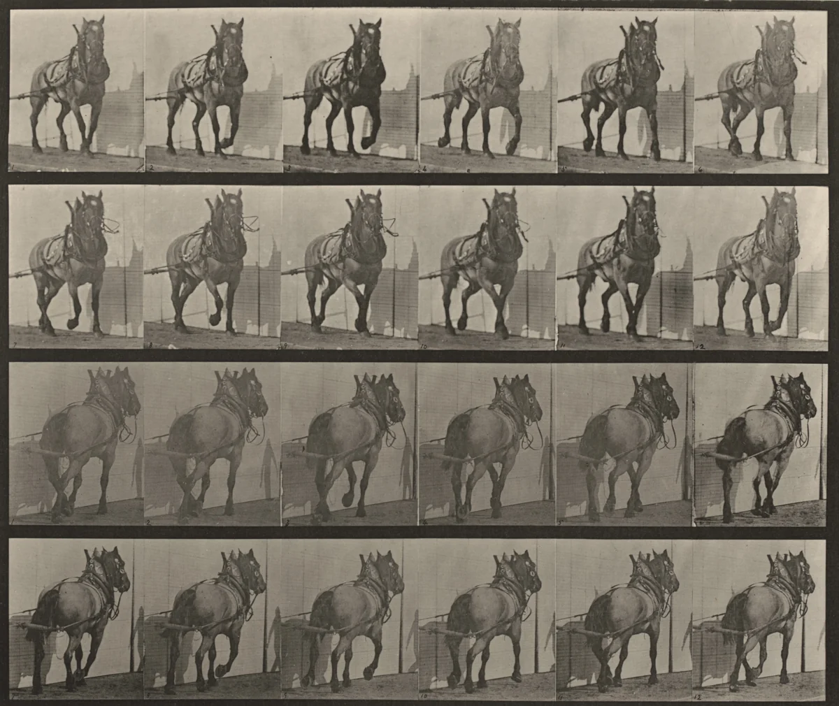 Plate Number 568. "Billy" hauling by Eadweard Muybridge, photograph, 1887